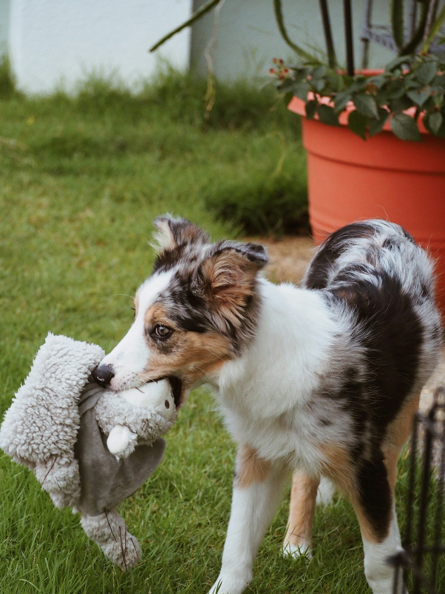 Outdoor Pet Gear